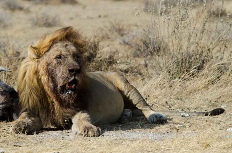 05 - Namibia - leones comiendo - parque nacional de Etosha